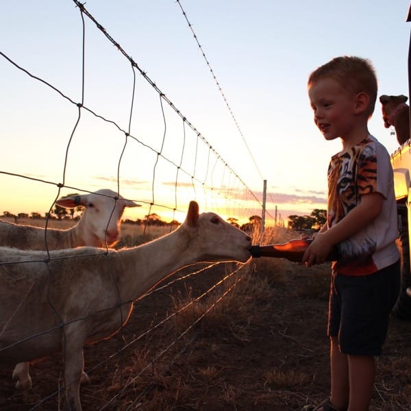 600x600 fox lambs copy